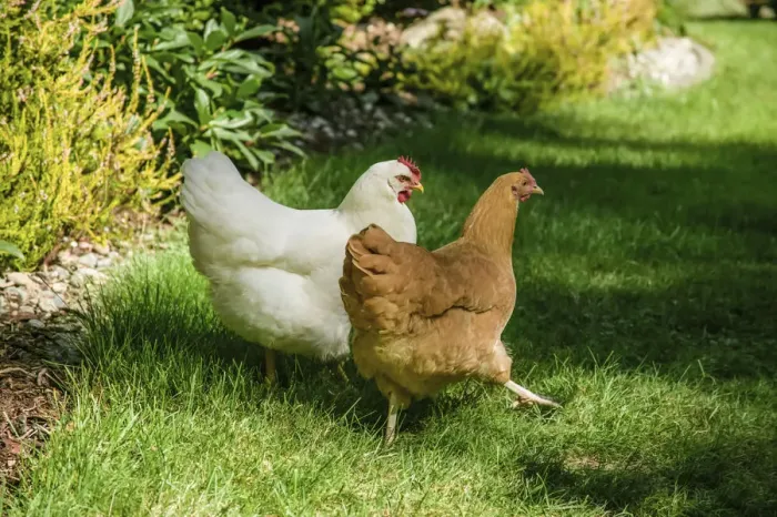 Framed Print : Issaquah, Washington State, USA. Free-ranging White Plymouth Rock and Buff Orpington chickens
