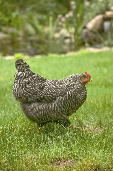 Issaquah, Washington State, USA. Free-ranging Barred Plymouth Rock chicken Henny