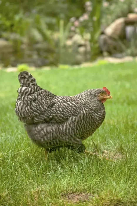 Framed Print : Issaquah, Washington State, USA. Free-ranging Barred Plymouth Rock chicken Henny Framed Print : Issaquah, Washington State, USA. Free-ranging Barred Plymouth Rock chicken Henny