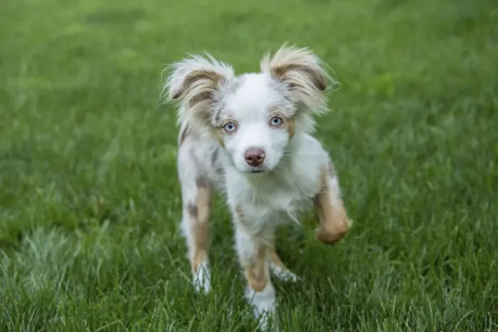 Framed Print : Issaquah, Washington State, USA. Mini Australian Shepherd puppy playing in his yard (PR)