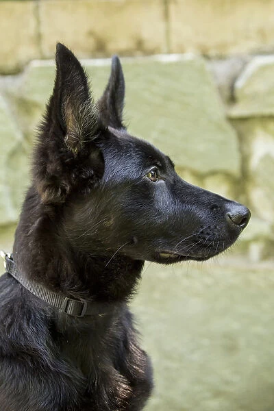 Issaquah, Washington State, USA. Close-up portrait of a four month old German Shepherd puppy
