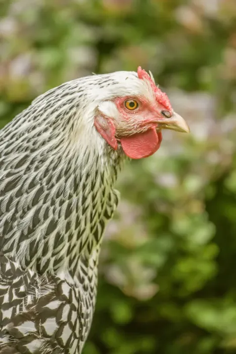 Framed Print : Issaquah, Washington State, USA. Portrait of a free-range Silver-laced Wyandotte chicken Framed Print : Issaquah, Washington State, USA. Portrait of a free-range Silver-laced Wyandotte chicken