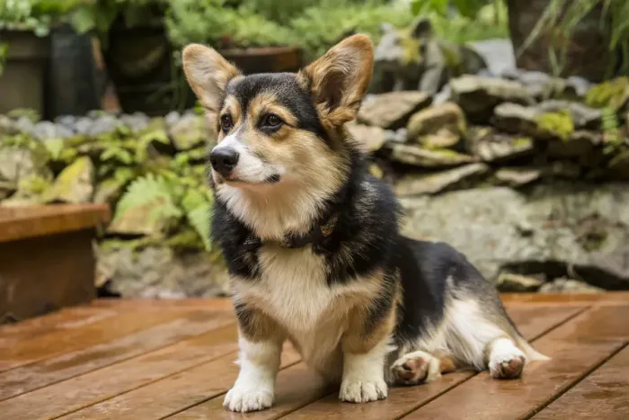 Framed Print : Issaquah, Washington State, USA. Six month old Corgi puppy posing on his wooden deck Framed Print : Issaquah, Washington State, USA. Six month old Corgi puppy posing on his wooden deck