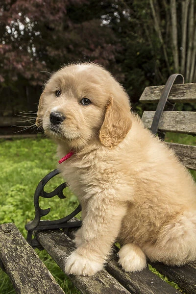 Issaquah, Washington State, USA. Cute seven week Goldendoodle puppy sitting on a