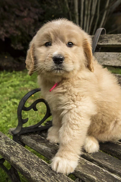 Issaquah, Washington State, USA. Cute seven week Goldendoodle puppy sitting on a