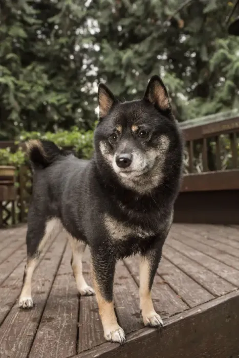 Framed Print : Issaquah, Washington State, USA. Portrait of a three year old Shiba Inu dog posing on a wooden deck Framed Print : Issaquah, Washington State, USA. Portrait of a three year old Shiba Inu dog posing on a wooden deck