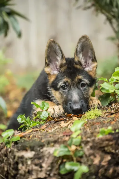 Framed Print : Issaquah, Washington State, USA. Three month old German Shepherd acting shy as she Framed Print : Issaquah, Washington State, USA. Three month old German Shepherd acting shy as she