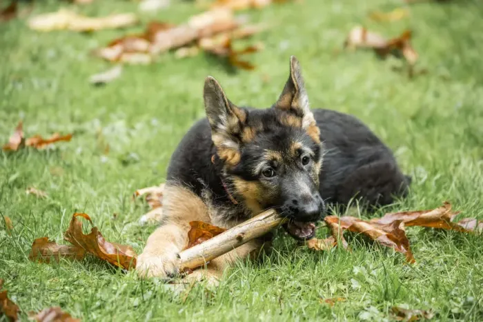 Framed Print : Issaquah, Washington State, USA. Three month old German Shepherd chewing on a stick in her yard Framed Print : Issaquah, Washington State, USA. Three month old German Shepherd chewing on a stick in her yard