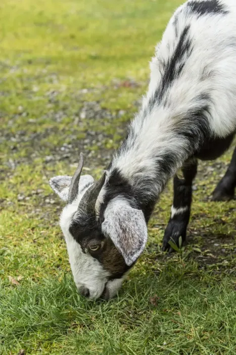 Framed Print : Issaquah, Washington State, USA. Adult doe mixed breed Nubian and Boer goat grazing on grass