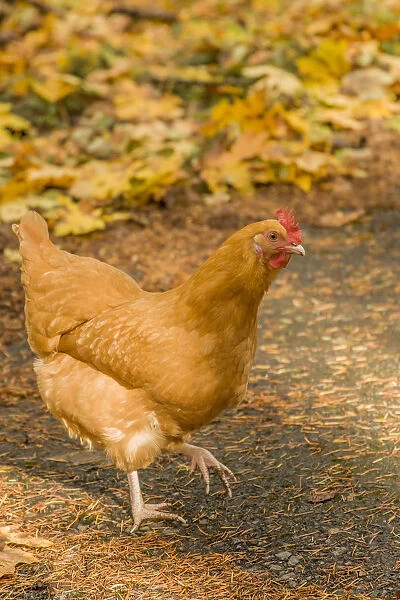 Issaquah, Washington State, USA. Free-ranging Buff Orpington chicken. (PR)