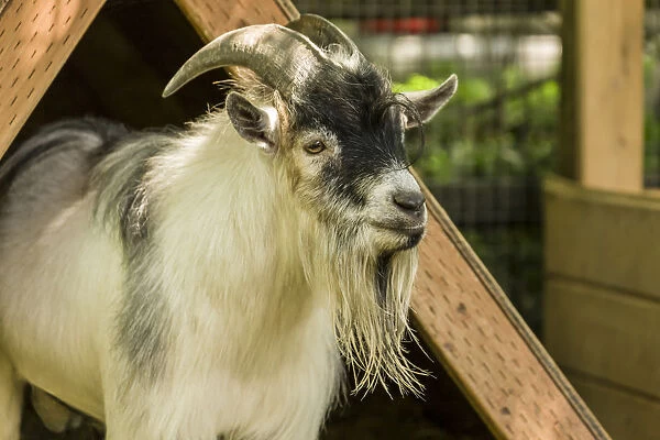 Issaquah, Washington State, USA. Adult African Pygmy Goat