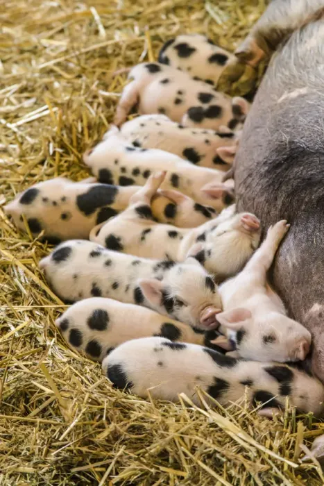 Framed Print : Issaquah, Washington State, USA. Kunekune piglets nursing