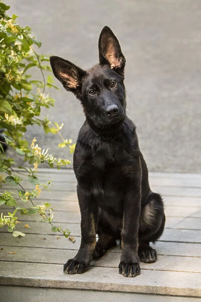 Issaquah, Washington State, USA. Four month old German Shepherd puppy sitting in