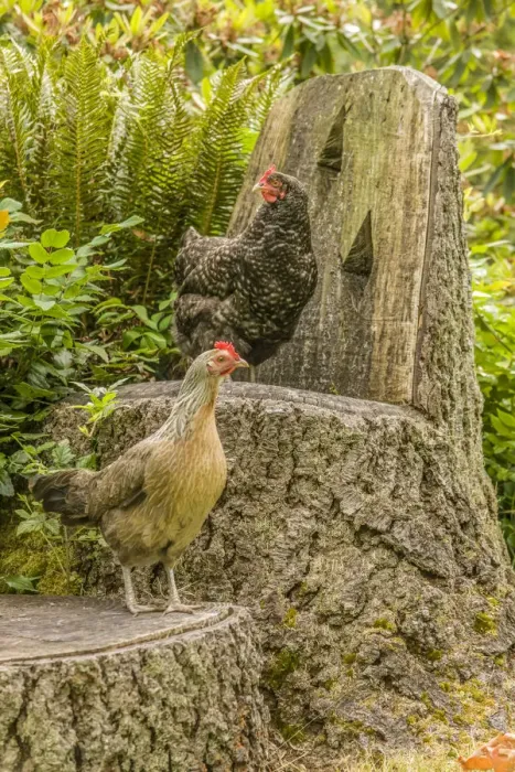 Framed Print : Issaquah, Washington State, USA. Free-range Maran and Legbar hens standing on a chair