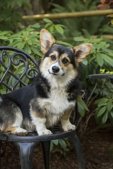 Framed Print : Issaquah, Washington State, USA. Six month old Corgi puppy sitting on a metal patio chair Framed Print : Issaquah, Washington State, USA. Six month old Corgi puppy sitting on a metal patio chair