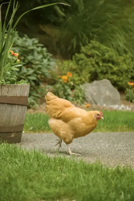 Framed Print : Issaquah, Washington State, USA. Free-ranging Buff Orpington chicken foraging about a backyard Framed Print : Issaquah, Washington State, USA. Free-ranging Buff Orpington chicken foraging about a backyard