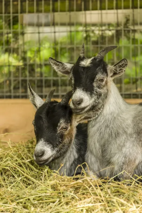 Framed Print : Issaquah, Washington State, USA. Two young African Pygmy goat kids snuggled together Framed Print : Issaquah, Washington State, USA. Two young African Pygmy goat kids snuggled together