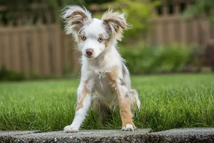 Framed Print : Issaquah, Washington State, USA. Mini Australian Shepherd puppy playing in his yard (PR)