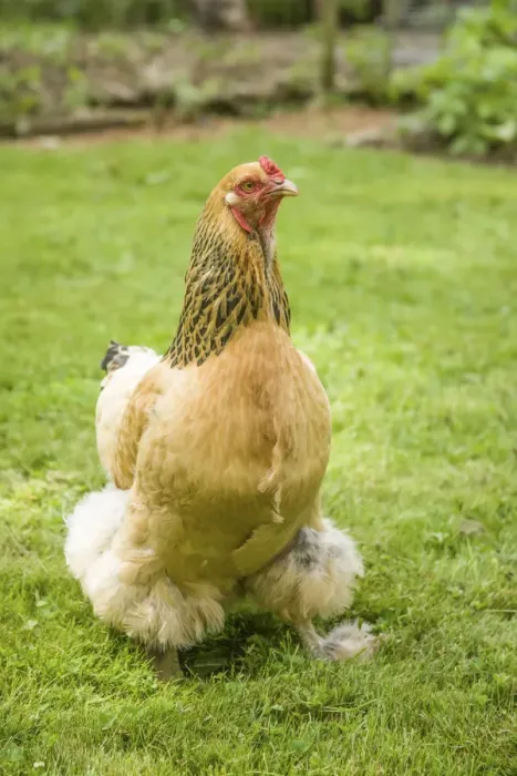 Framed Print : Issaquah, Washington State, USA. Free-range Buff Brahma hen walking in a yard. (PR) Framed Print : Issaquah, Washington State, USA. Free-range Buff Brahma hen walking in a yard. (PR)