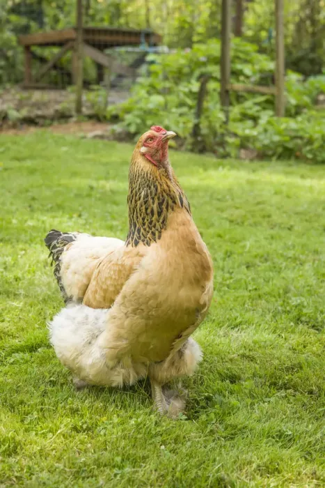 Framed Print : Issaquah, Washington State, USA. Free-range Buff Brahma hen walking in a yard. (PR)