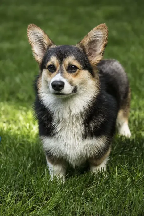 Framed Print : Issaquah, Washington State, USA. Six month old Corgi puppy posing on his lawn. (PR)