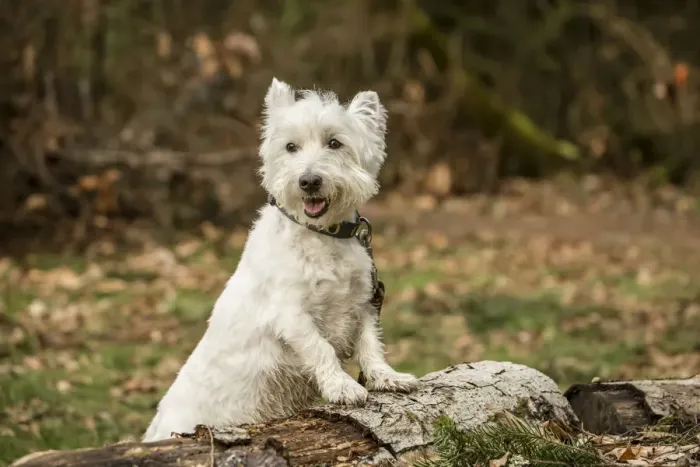 Framed Print : Issaquah, Washington State, USA. Westie posing outside as he is about to hop onto a log