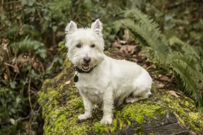 Framed Print : Issaquah, Washington State, USA. Westie posing outside as he sits on a large moss-covered Framed Print : Issaquah, Washington State, USA. Westie posing outside as he sits on a large moss-covered