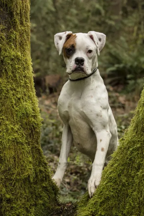 Framed Print : Issaquah, Washington State, USA. Boxer puppy looking through the split trunk of a