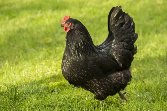 Framed Print : Issaquah, Washington State, USA. Free-ranging Black Australorp chicken. (PR)