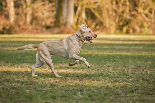 Issaquah, Washington State, USA. One year old American Yellow Labrador running in a park