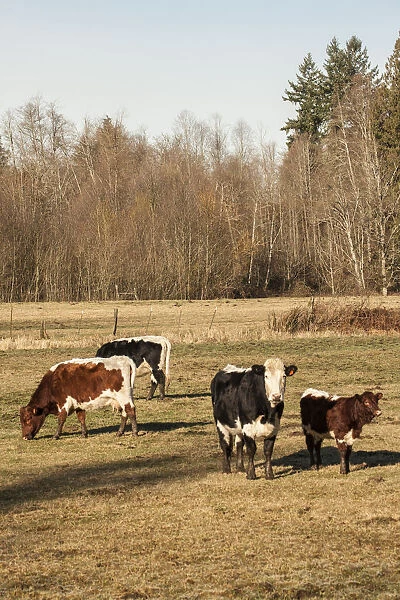 Issaquah, Washington State, USA. Pinzgauer beef cattle grazing in pasture