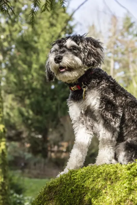 Framed Print : Issaquah, Washington State, USA. Schnoodle puppy standing on a large, moss-covered Framed Print : Issaquah, Washington State, USA. Schnoodle puppy standing on a large, moss-covered