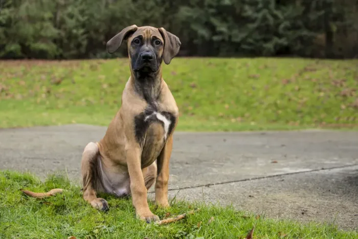 Framed Print : Issaquah, Washington State, USA. Four month old Rhodesian Ridgeback puppy sitting outside