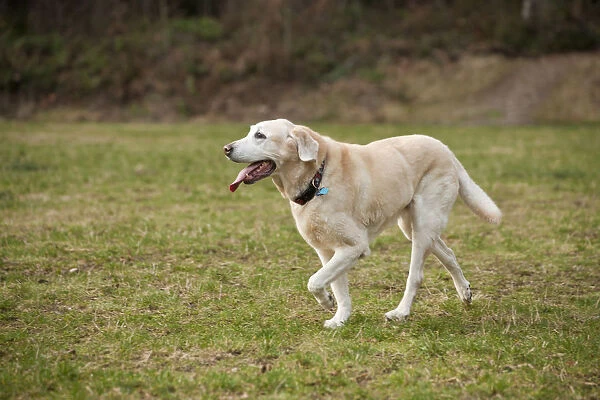 Issaquah, Washington State, USA. 13 year old American Yellow Labrador walking in a park