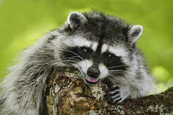 Issaquah, Washington State, USA. Wild mother raccoon growling in a tree, protecting
