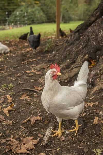 Issaquah, Washington State, USA. Free-ranging white leghorn rooster. (PR)
