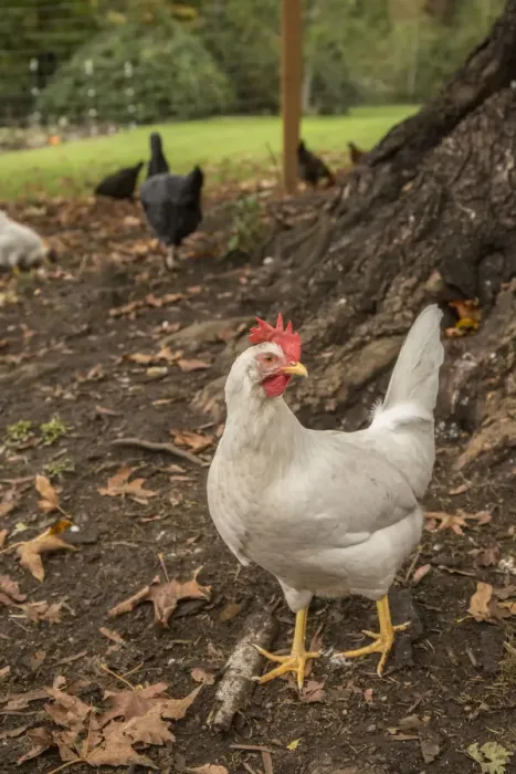 Framed Print : Issaquah, Washington State, USA. Free-ranging white leghorn rooster. (PR) Framed Print : Issaquah, Washington State, USA. Free-ranging white leghorn rooster. (PR)