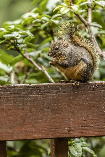 Issaquah, Washington State, USA. Douglas squirrel sitting on a deck railing eating a nut