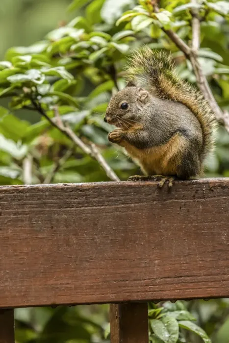Framed Print : Issaquah, Washington State, USA. Douglas squirrel sitting on a deck railing eating a nut Framed Print : Issaquah, Washington State, USA. Douglas squirrel sitting on a deck railing eating a nut