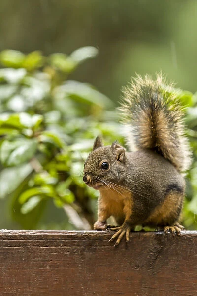 Issaquah, Washington State, USA. Douglas squirrel sitting on a deck railing