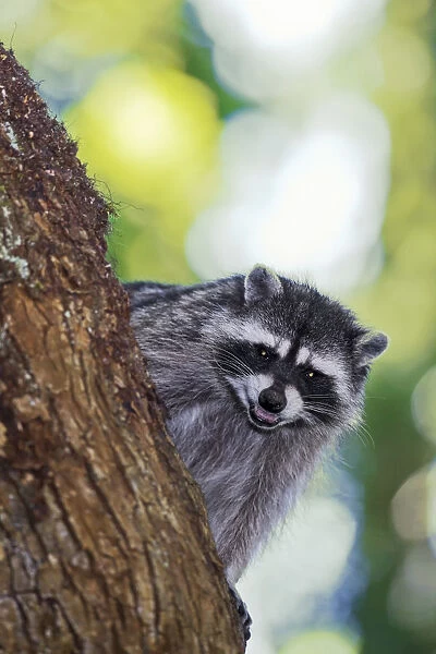 Issaquah, Washington State, USA. Wild mother raccoon growling in a tree, protecting her young