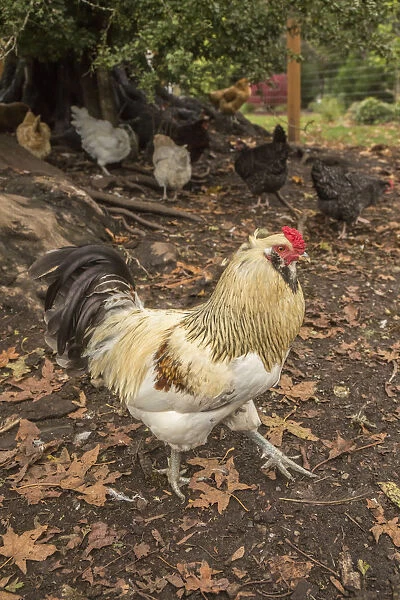 Issaquah, Washington State, USA. Free-ranging Ameraucana rooster. (PR)