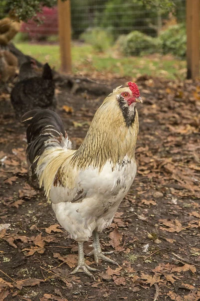 Issaquah, Washington State, USA. Free-ranging Ameraucana rooster. (PR)