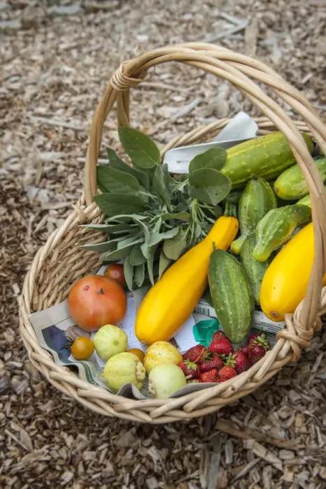 Framed Print : Issaquah, Washington State, USA. Basket of freshly harvested produce, including lemon Framed Print : Issaquah, Washington State, USA. Basket of freshly harvested produce, including lemon