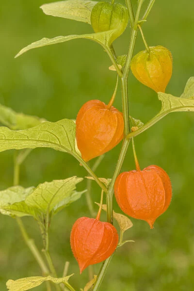 Issaquah, Washington State, USA. Bladder cherry (Physalis alkekengi) is easily identifiable