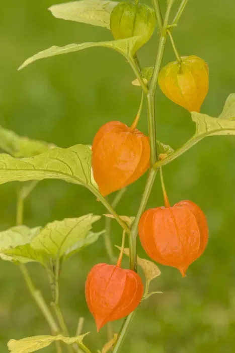 Framed Print : Issaquah, Washington State, USA. Bladder cherry (Physalis alkekengi) is easily identifiable Framed Print : Issaquah, Washington State, USA. Bladder cherry (Physalis alkekengi) is easily identifiable