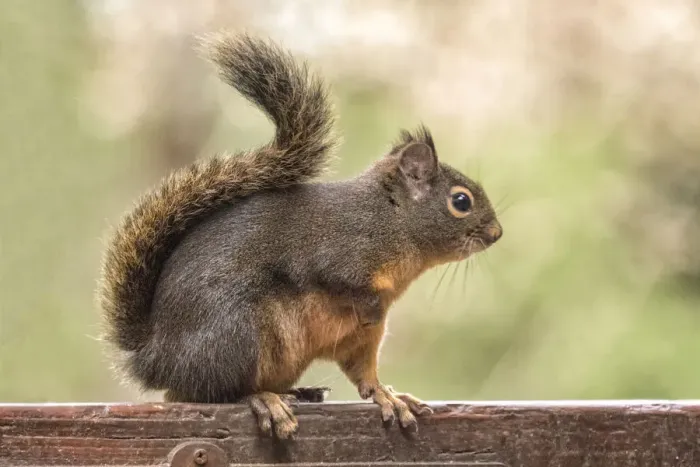 Framed Print : Issaquah, Washington State, USA. Douglas squirrel resting on the back of a wooden bench Framed Print : Issaquah, Washington State, USA. Douglas squirrel resting on the back of a wooden bench