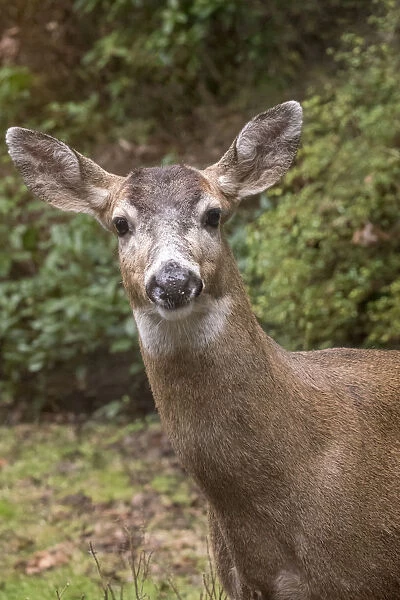 Issaquah, Washington State, USA. Male mule deer with antlers just barely visible in
