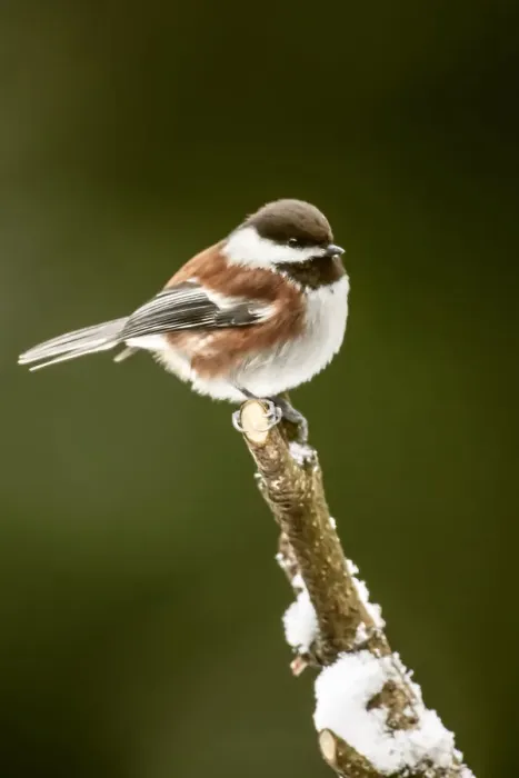 Framed Print : Issaquah, Washington State, USA. Chestnut-backed chickadee perched on newly-pruned Framed Print : Issaquah, Washington State, USA. Chestnut-backed chickadee perched on newly-pruned