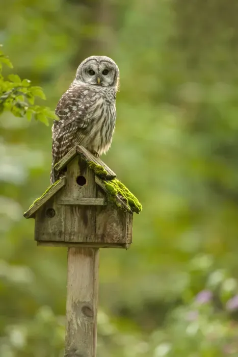 Framed Print : Issaquah, Washington State, USA. Barred owl perched on an old birdhouse Framed Print : Issaquah, Washington State, USA. Barred owl perched on an old birdhouse